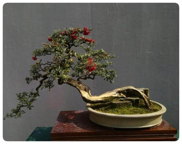 第25届年度金州盆景大会上成为头条新闻