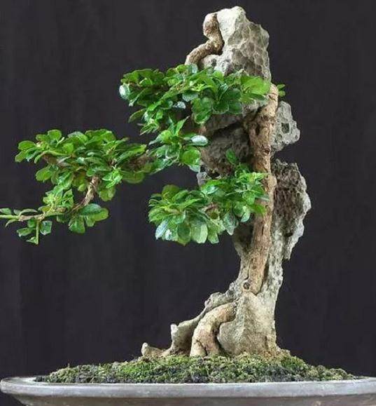 奥特莱斯盆景店的退货政策和满意度保证