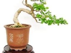 玛丽盆景网上的广告价格为什么这么便宜？