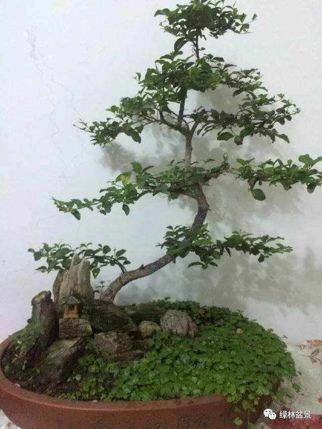 图解 如何设计盆景的金三角比例