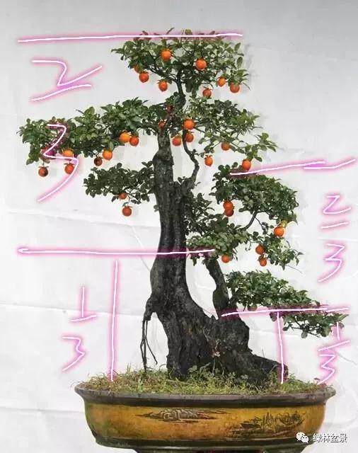 图解 如何设计盆景的金三角比例