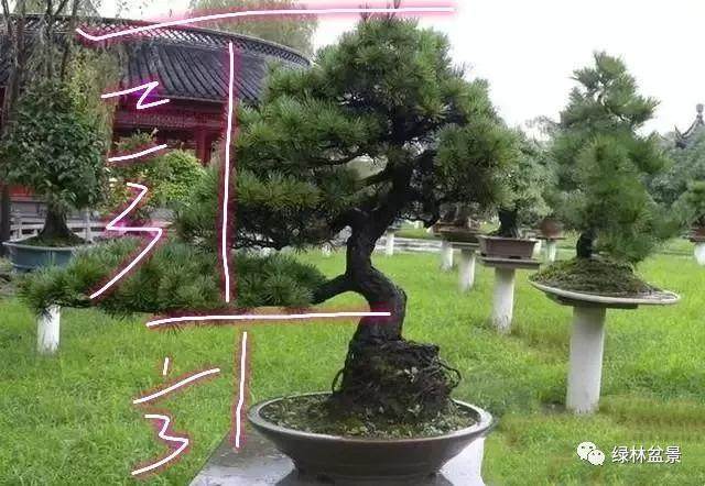 图解 如何设计盆景的金三角比例