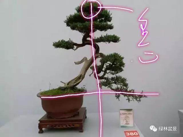 图解 如何设计盆景的金三角比例