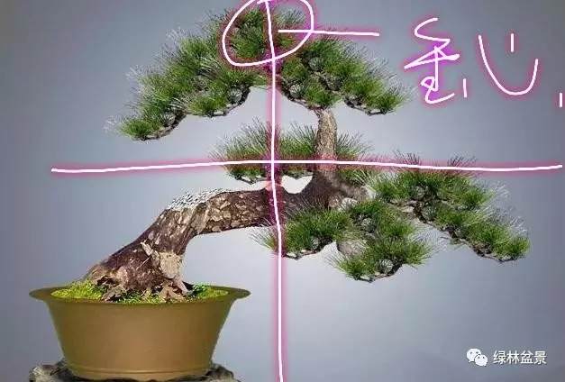 图解 如何设计盆景的金三角比例