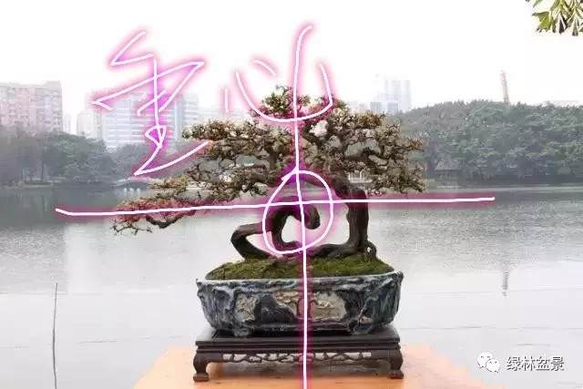 图解 如何设计盆景的金三角比例