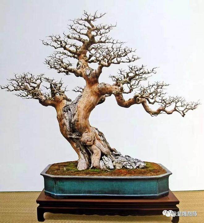 如何制作岭南盆景的鹿角枝和蟹爪枝?