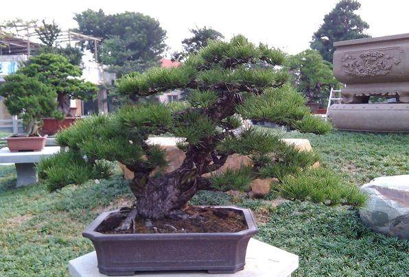 请记住：黑松种子和盆景黑松种子没有区别！