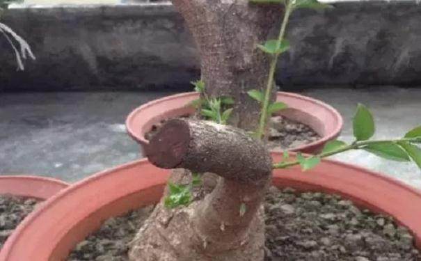 对夏鹃下山桩 采挖回来后要及时进行地栽养桩