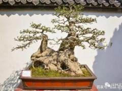 杂木类老桩盆景的修剪与浇水施肥