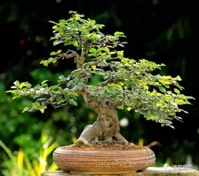 鹅耳枥盆景的浇水施肥