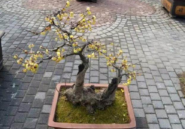 修剪腊梅盆景的4种方法