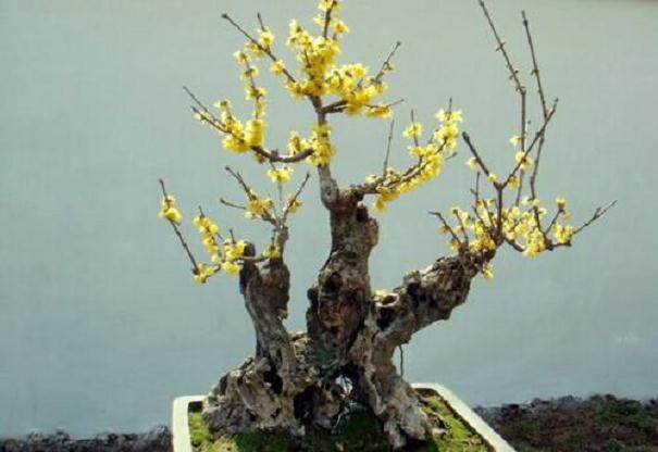 腊梅盆景造型时需注意的事项