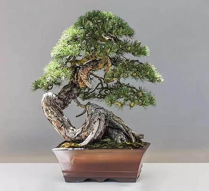 全国首家“以文立园”的河南中州盆景文化园