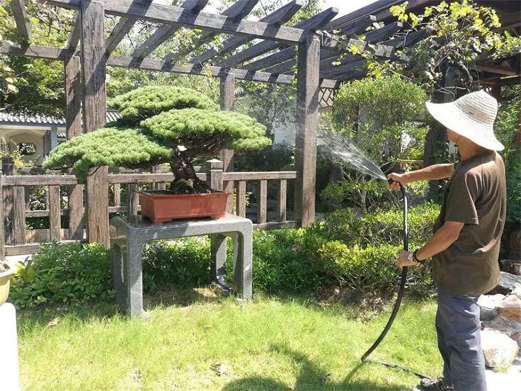 夏季盆景的养护技巧