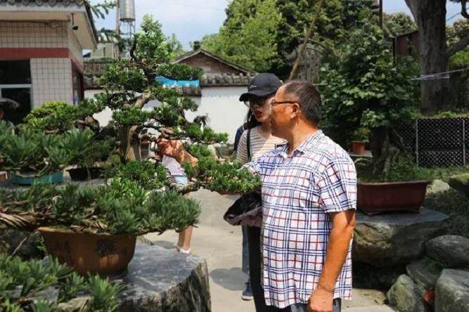 川派盆景文化是活着的文化