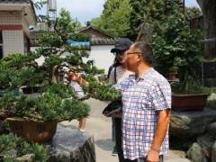 川派盆景文化是活着的文化