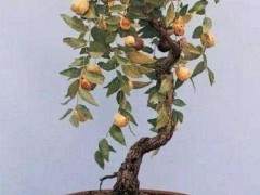 两株矮化雪枣盆景被一外地游客花800元买走