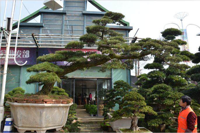 杭州萧山盆景花木场的规模和市场份额逐步扩大