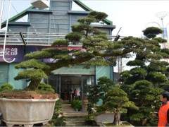 杭州萧山盆景花木市场的植物价格将大起大落