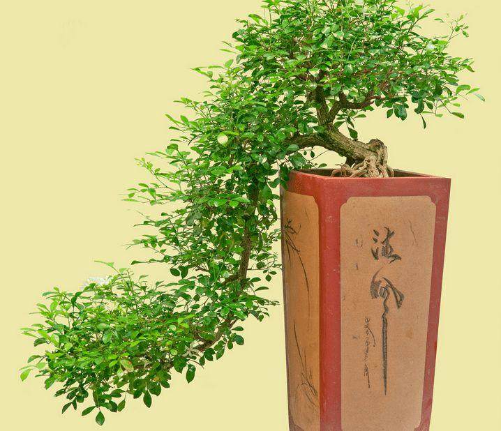 九里香是制作盆景的优良素材