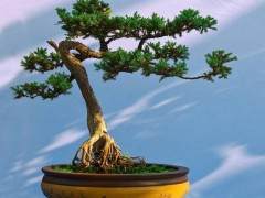 耐旱耐寒生长快的中高档盆景非常俏销