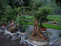 第二届什刹海盆景奇石精品展在北京举办