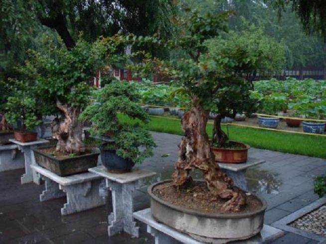 第二届什刹海盆景奇石精品展在北京举办