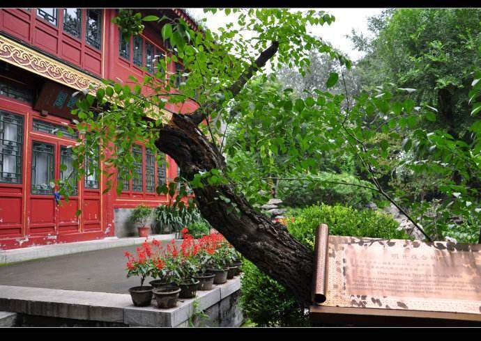 第一届至第五届中国盆景评比展览确定的参展展品规格