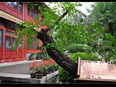 第一届至第五届中国盆景评比展览确定的参展的展品规格