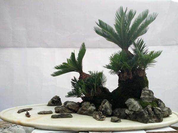 如想得到多头铁树盆景 可先剪去全部叶片