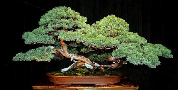 盆景铲子 越来越受欢迎 特别是对于山鸟收藏家！