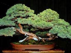 盆景铲子 越来越受欢迎 特别是对于山鸟收藏家