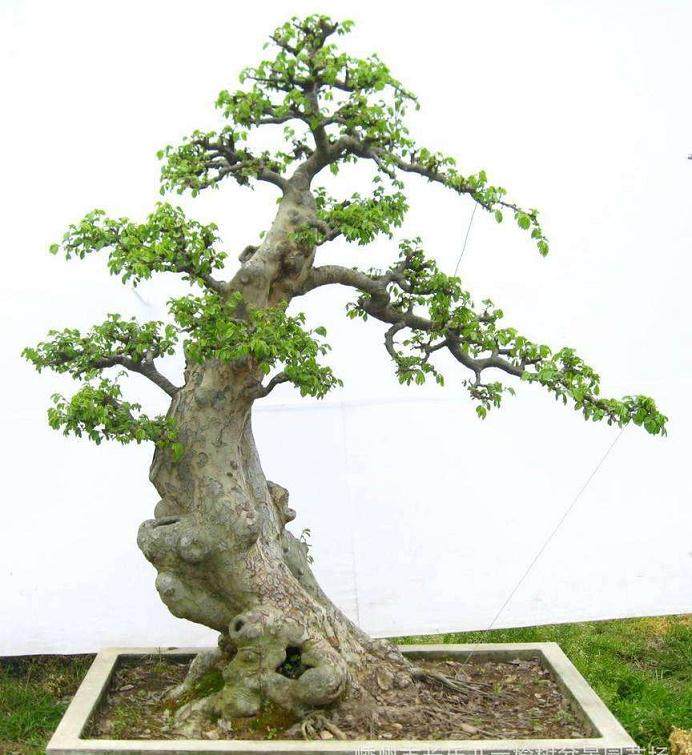 中国盆景和日本盆景树有什么区别？