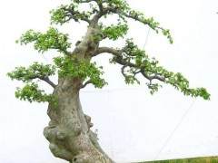 中国盆景和日本盆景树有什么区别？