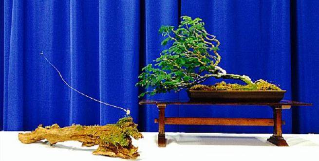 这是一些独特风格的盆景作品