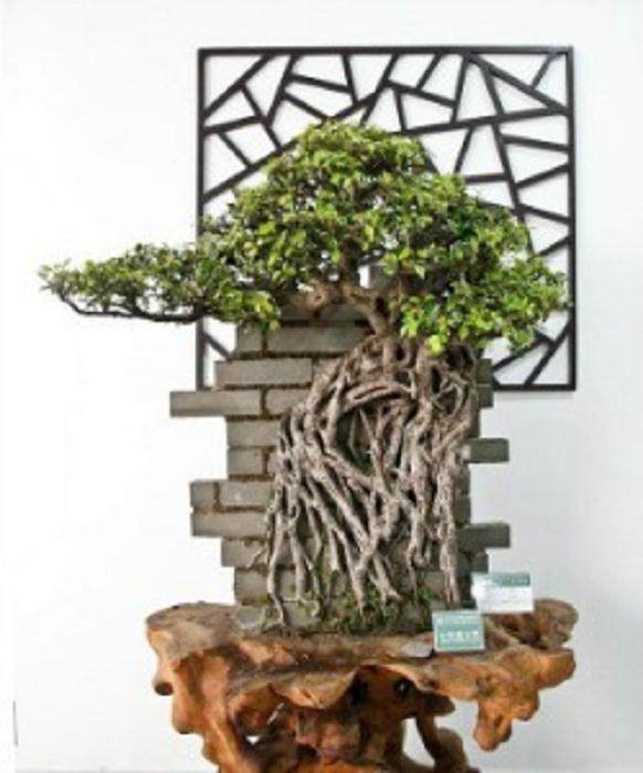 这是一些独特风格的盆景作品