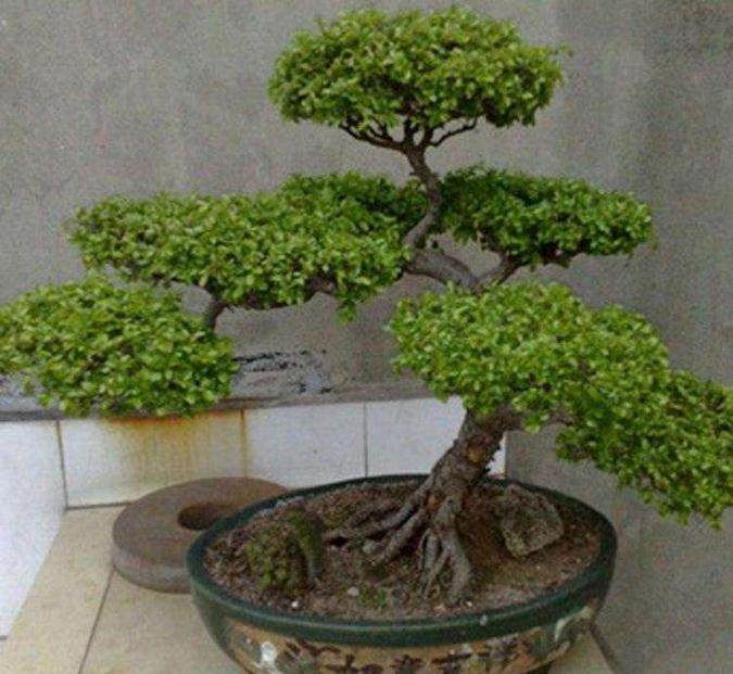 盆景养护的基础知识