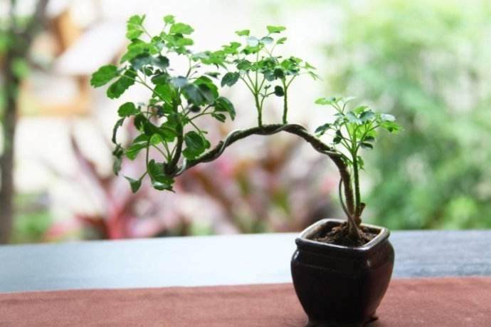 巴哈马野果盆景养护是不容忽视的事情