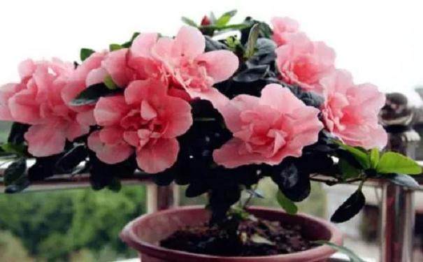 夏鹃盆景如何安然度过夏季?