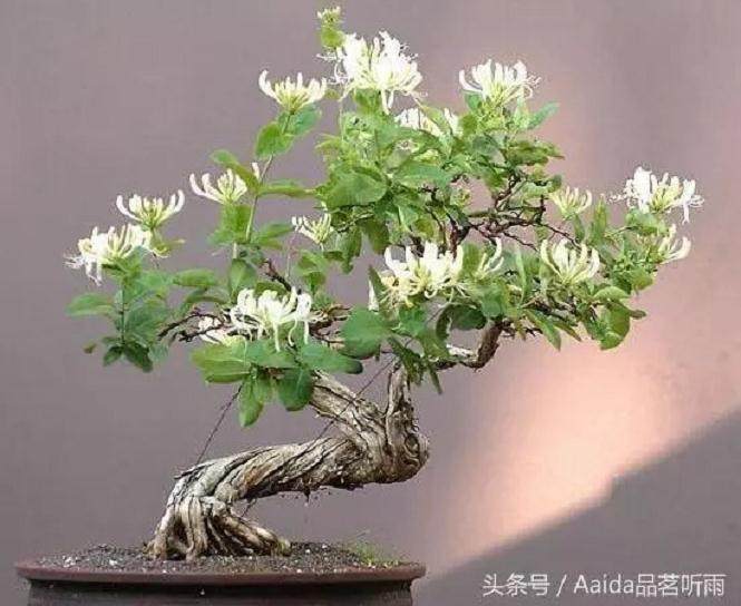 金银花盆景根怎么变粗?