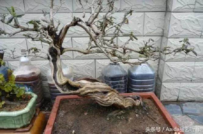 金银花盆景根怎么变粗?