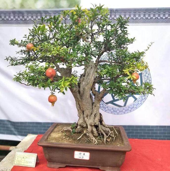 河南省平顶山市鲁山县盆景协会成立