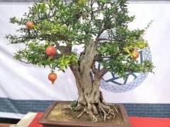 河南省平顶山市鲁山县盆景协会成立