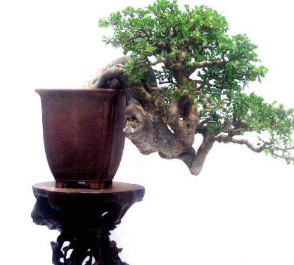 浙江省北部的湖州盆景