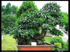 瞄准上海世博盆景商机 可以挣得5亿元的收入