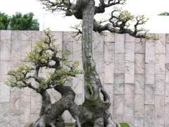 如皋不到两年孵化出四个大型花卉盆景交易市场