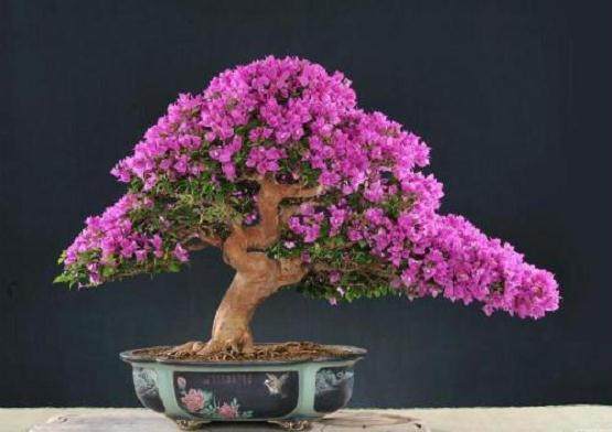 三角梅盆景的日常养护工作