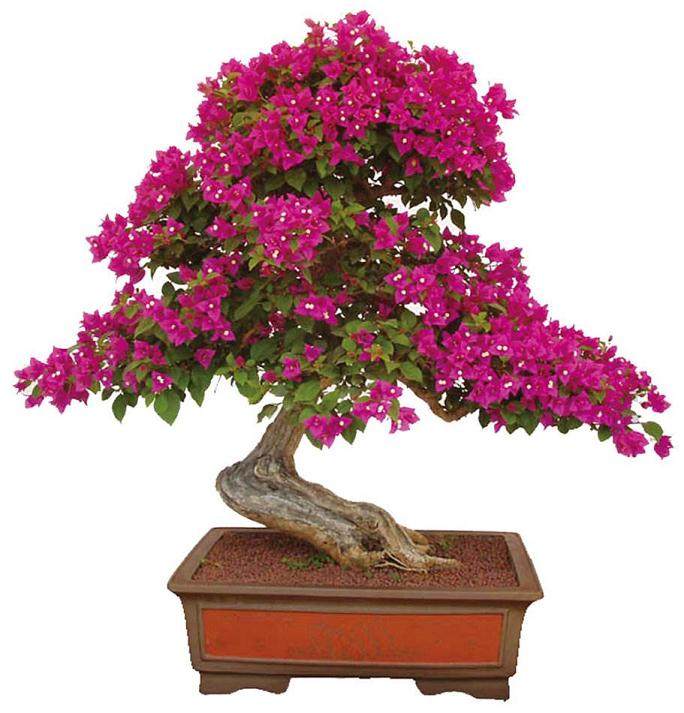 三角梅盆景怎么日常养护的工作