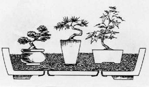 微型盆景怎么养护管理的方法 图片