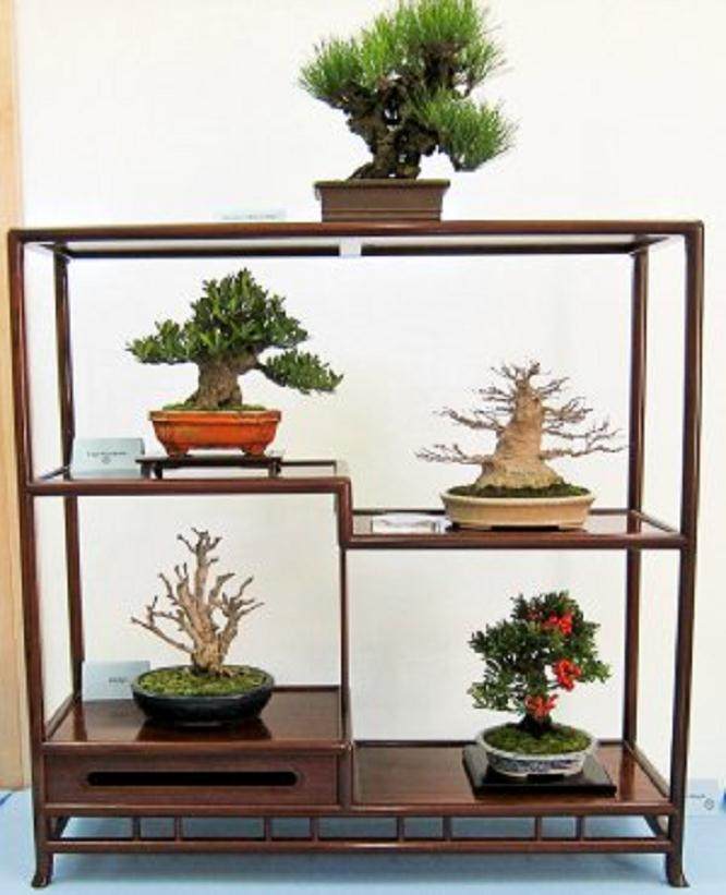 微型盆景的养护管理